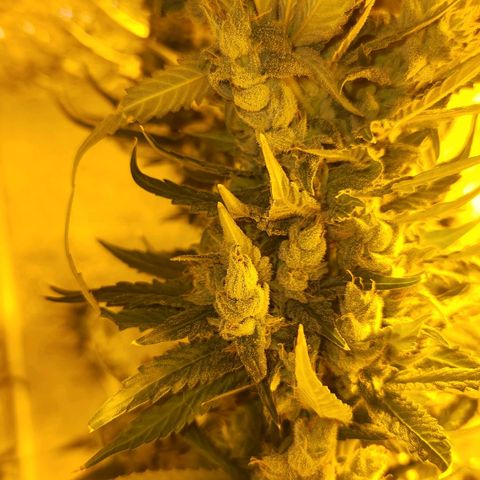 Shishkaberry growlog timeline photo