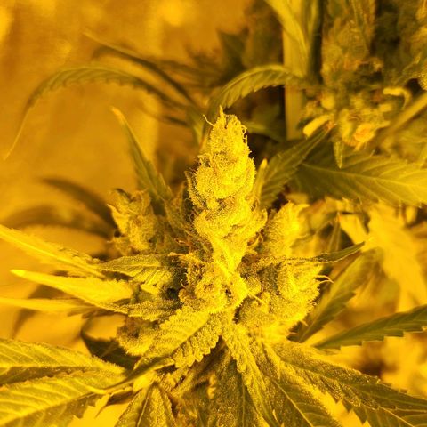 Shishkaberry growlog timeline photo