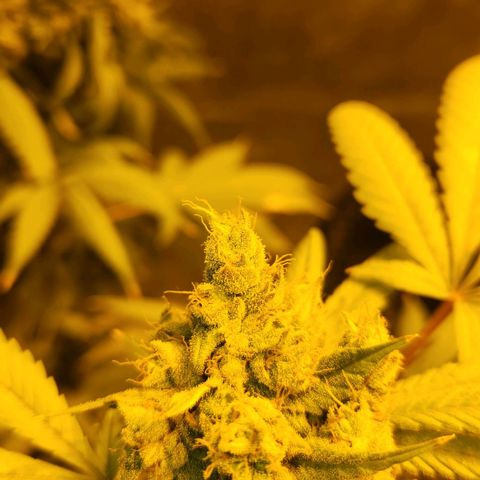 Shishkaberry growlog timeline photo