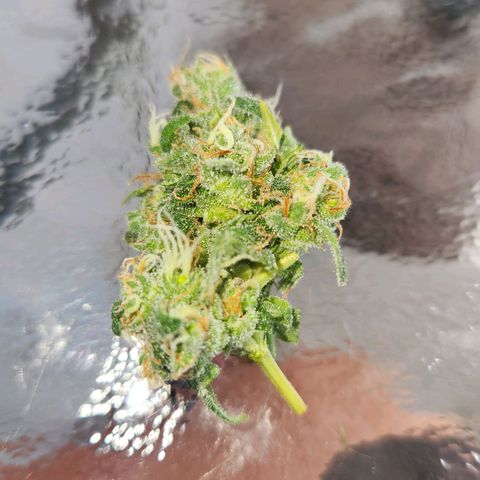 Shishkaberry growlog photo: Cut a bud to upload a Pic to the blogs. Definitely needs more time. I decided to dry it.