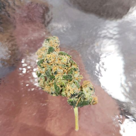 Shishkaberry growlog photo: Cut a bud to upload a Pic to the blogs. Definitely needs more time. I decided to dry it.