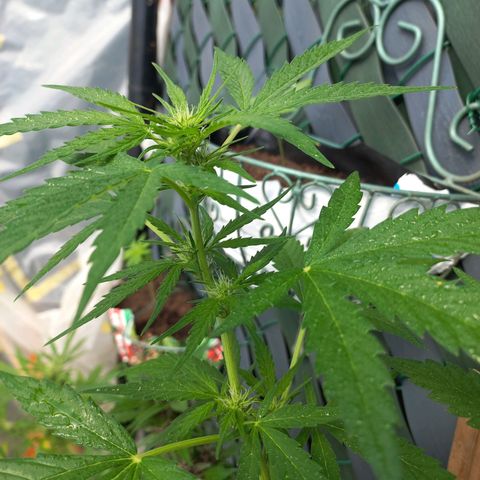 Quick One growlog timeline photo