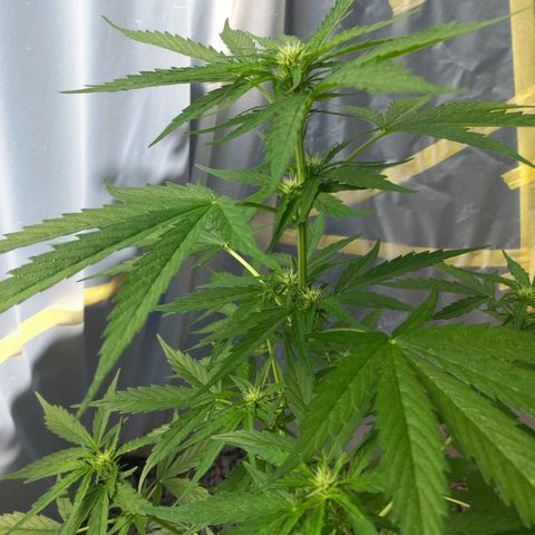 Purple Queen Automatic growlog timeline photo