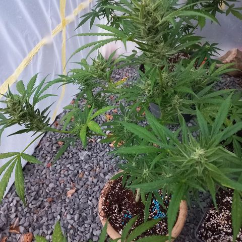 Quick One growlog photo: Senk overvoeding