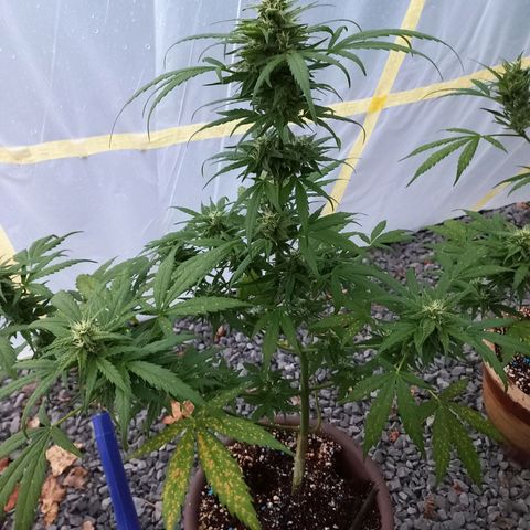Quick One growlog photo: Senk overvoeding