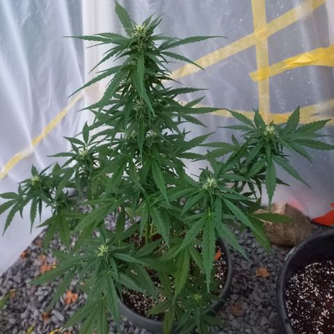 Purple Queen Automatic growlog photo: Gaat lekker alle 2