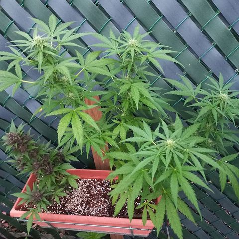 Purple Queen Automatic growlog photo: Gaat lekker alle 2