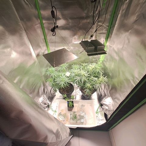 Mimosa og/wedding cookies #1 growlog timeline photo