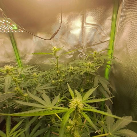 Mimosa og/wedding cookies #1 growlog photo: Weeding cookies