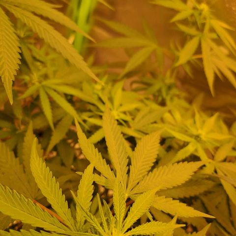 Mimosa og/wedding cookies #1 growlog photo: Mimosa OG