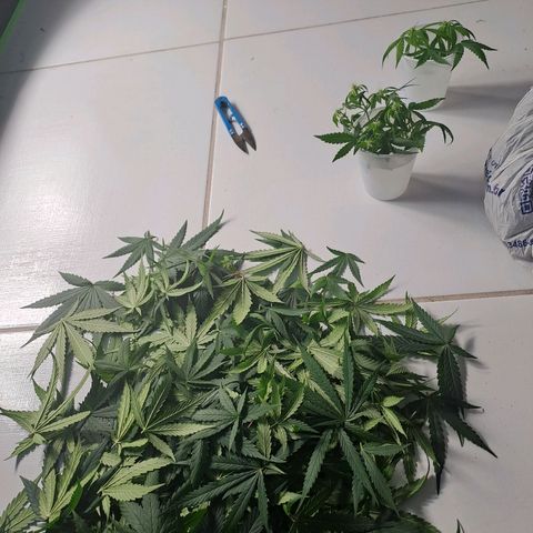 Mimosa og/wedding cookies #1 growlog photo: Poda de limpeza da 3° semana
Retirada de clones 