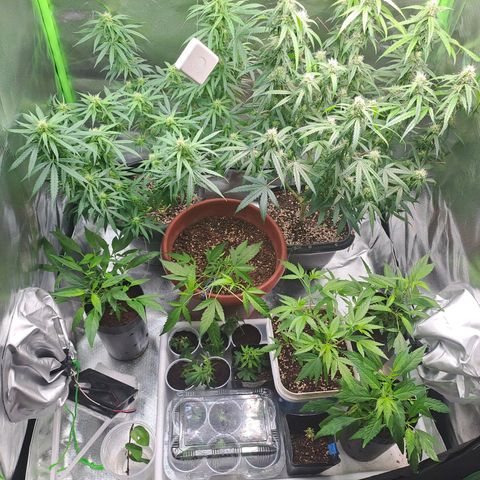Mimosa og/wedding cookies #1 growlog photo: Poda de limpeza da 3° semana
Retirada de clones 