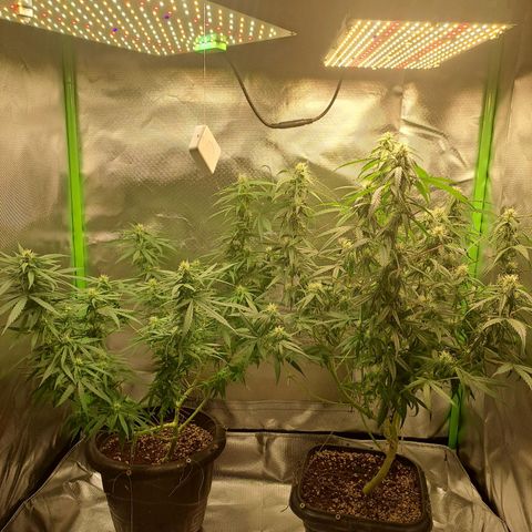 Mimosa og/wedding cookies #1 growlog photo: Poda de limpeza da 3° semana
Retirada de clones 