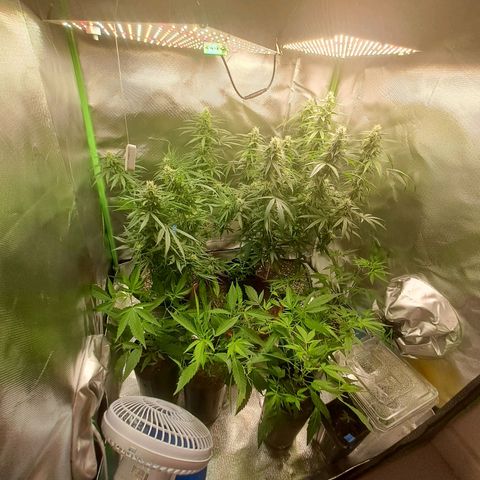 Mimosa og/wedding cookies #1 growlog timeline photo