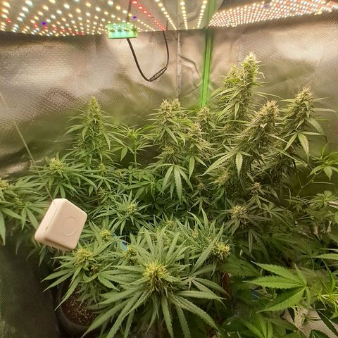 Mimosa og/wedding cookies #1 growlog timeline photo
