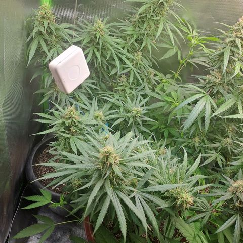 Mimosa og/wedding cookies #1 growlog timeline photo