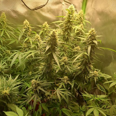 Mimosa og/wedding cookies #1 growlog timeline photo