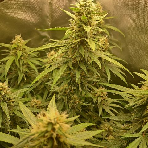 Mimosa og/wedding cookies #1 growlog timeline photo