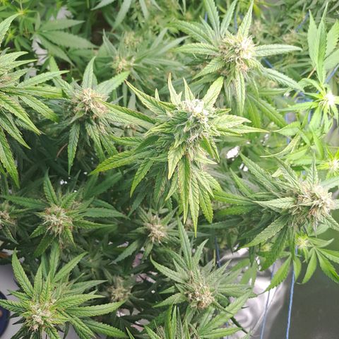 Mimosa og/wedding cookies #1 growlog timeline photo