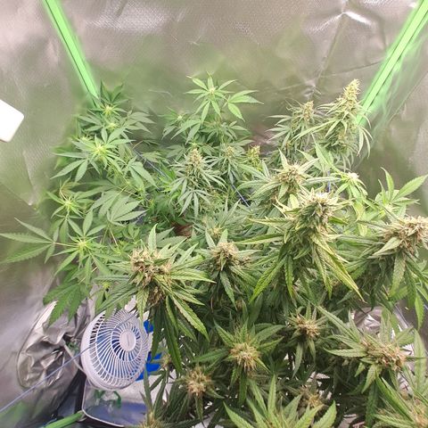 Mimosa og/wedding cookies #1 growlog timeline photo