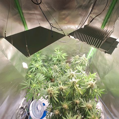 Mimosa og/wedding cookies #1 growlog timeline photo