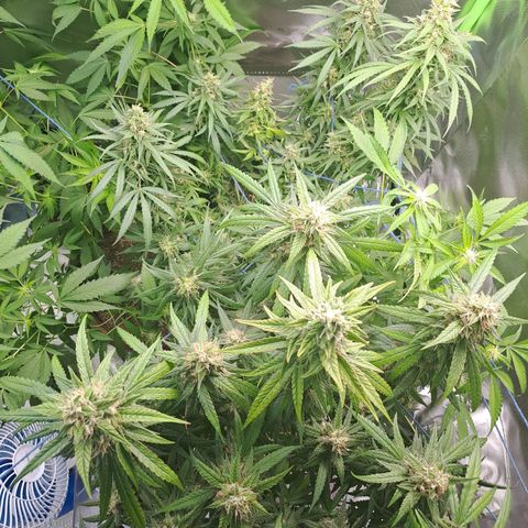 Mimosa og/wedding cookies #1 growlog timeline photo