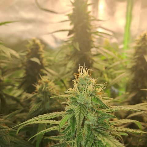 Mimosa og/wedding cookies #1 growlog timeline photo