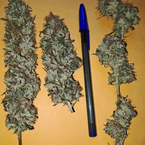 Mimosa og/wedding cookies #1 growlog photo: Rendimento esperado de 50g está no 5° dia de secagem.
