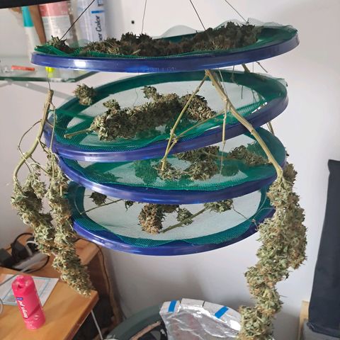 Mimosa og/wedding cookies #1 growlog photo: Rendimento esperado de 50g está no 5° dia de secagem.