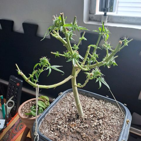 Mimosa og/wedding cookies #1 growlog photo: Rendimento esperado de 50g está no 5° dia de secagem.