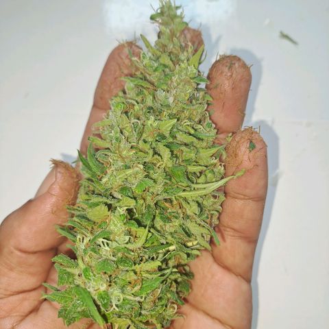 Mimosa og/wedding cookies #1 growlog timeline photo