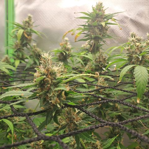 Clomes Moby dick #3 growlog timeline photo