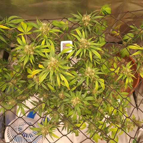 Clomes Moby dick #3 growlog timeline photo