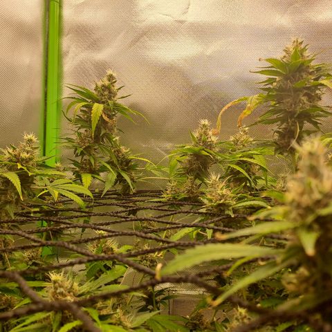 Clomes Moby dick #3 growlog timeline photo