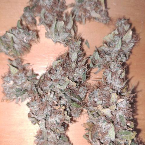 Clomes Moby dick #3 growlog photo: Rendimento de 80 gramas