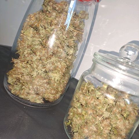 Clomes Moby dick #3 growlog photo: Rendimento de 80 gramas