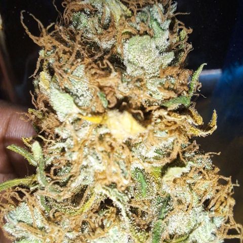Clomes Moby dick #3 growlog photo: Rendimento de 80 gramas