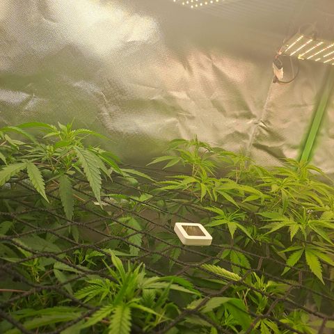Mimosa og/wedding cookies #1 growlog photo: Plantas em início de floração.