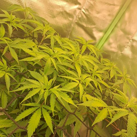 Mimosa og/wedding cookies #1 growlog photo: Plantas em início de floração.