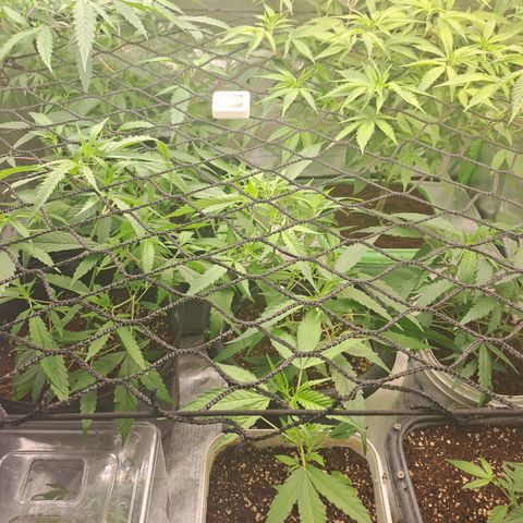 Mimosa og/wedding cookies #1 growlog photo: Plantas em início de floração.