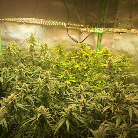 Mimosa og/wedding cookies #1 growlog photo: 6° de flora para algumas e 5° para outras