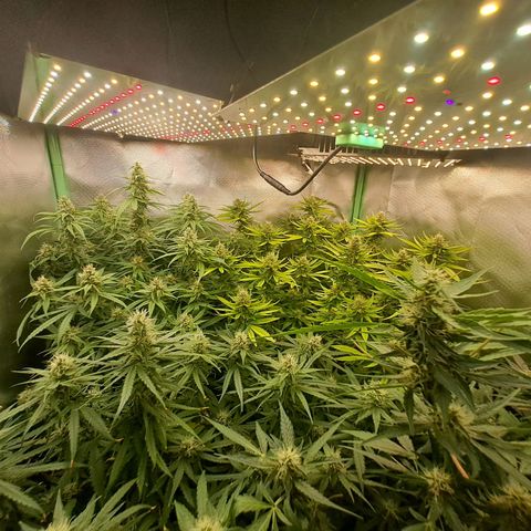 Mimosa og/wedding cookies #1 growlog photo: 6° de flora para algumas e 5° para outras