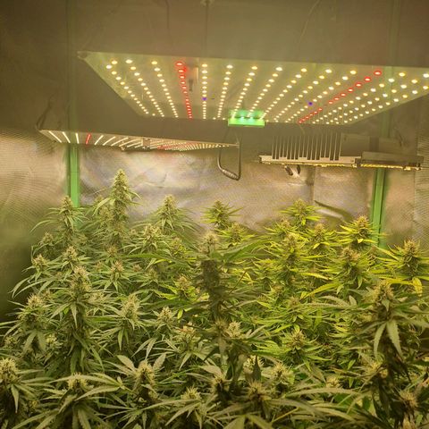 Mimosa og/wedding cookies #1 growlog photo: 6° de flora para algumas e 5° para outras