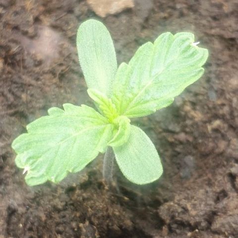 Northern lights auto growlog photo: Starting get her third set of leaves 