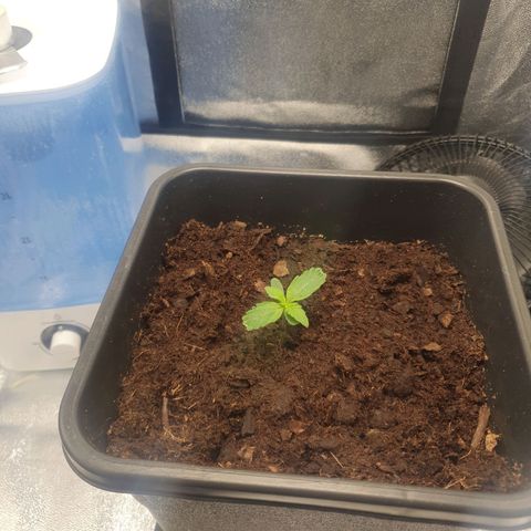 Northern lights auto growlog photo: She is beautiful