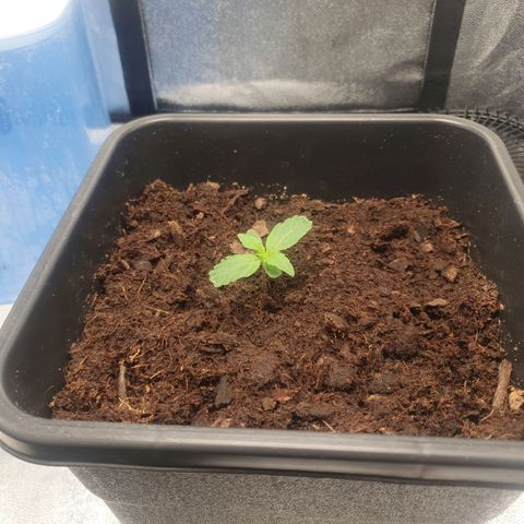 Northern lights auto growlog photo: It's growing so fast nothing to do today will feed it tomorrow ☺️