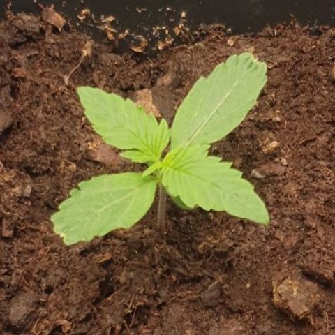 Northern lights auto growlog photo: Feeding today 