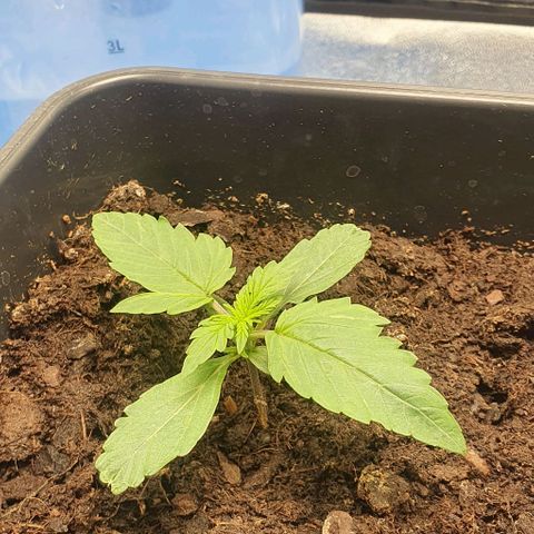 Northern lights auto growlog timeline photo