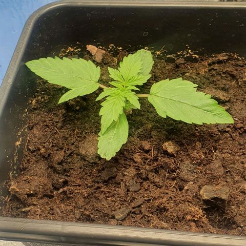 Northern lights auto growlog timeline photo