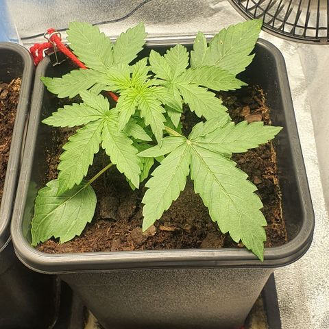 Northern lights auto growlog photo: Very stressed in second picture right after I done LST, but after 3 hours she is looking alot better 